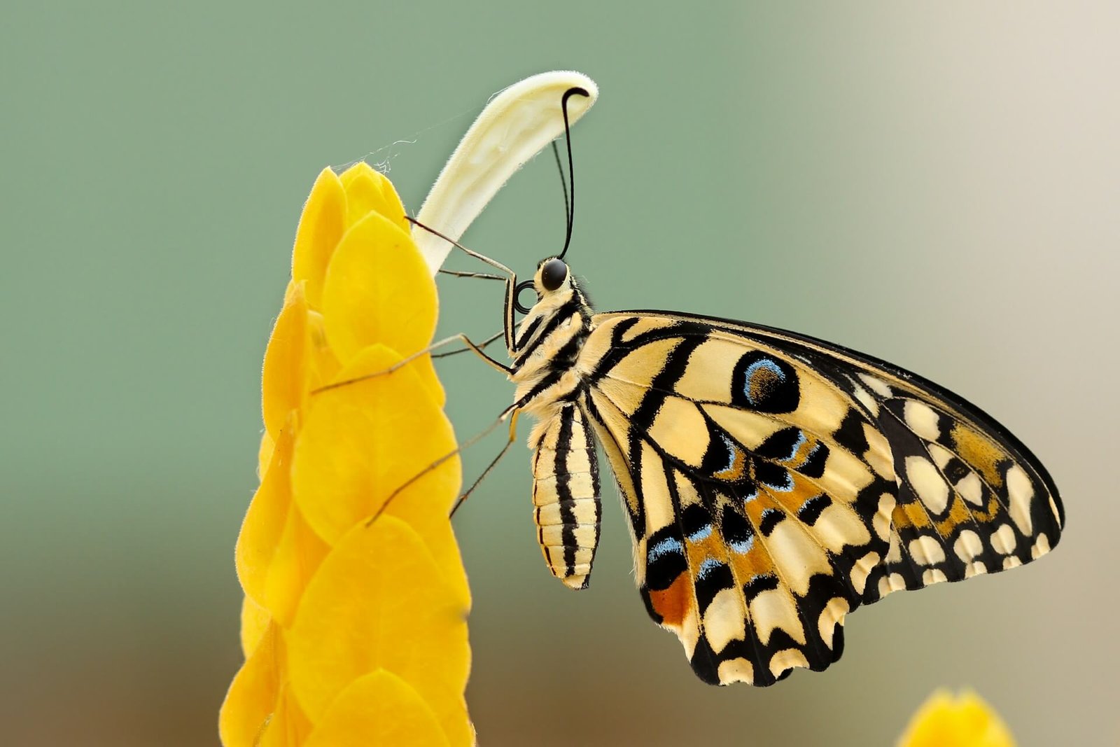 Butterfly Spirit: Transformation and Renewal Explained. yellowaurameaning.com