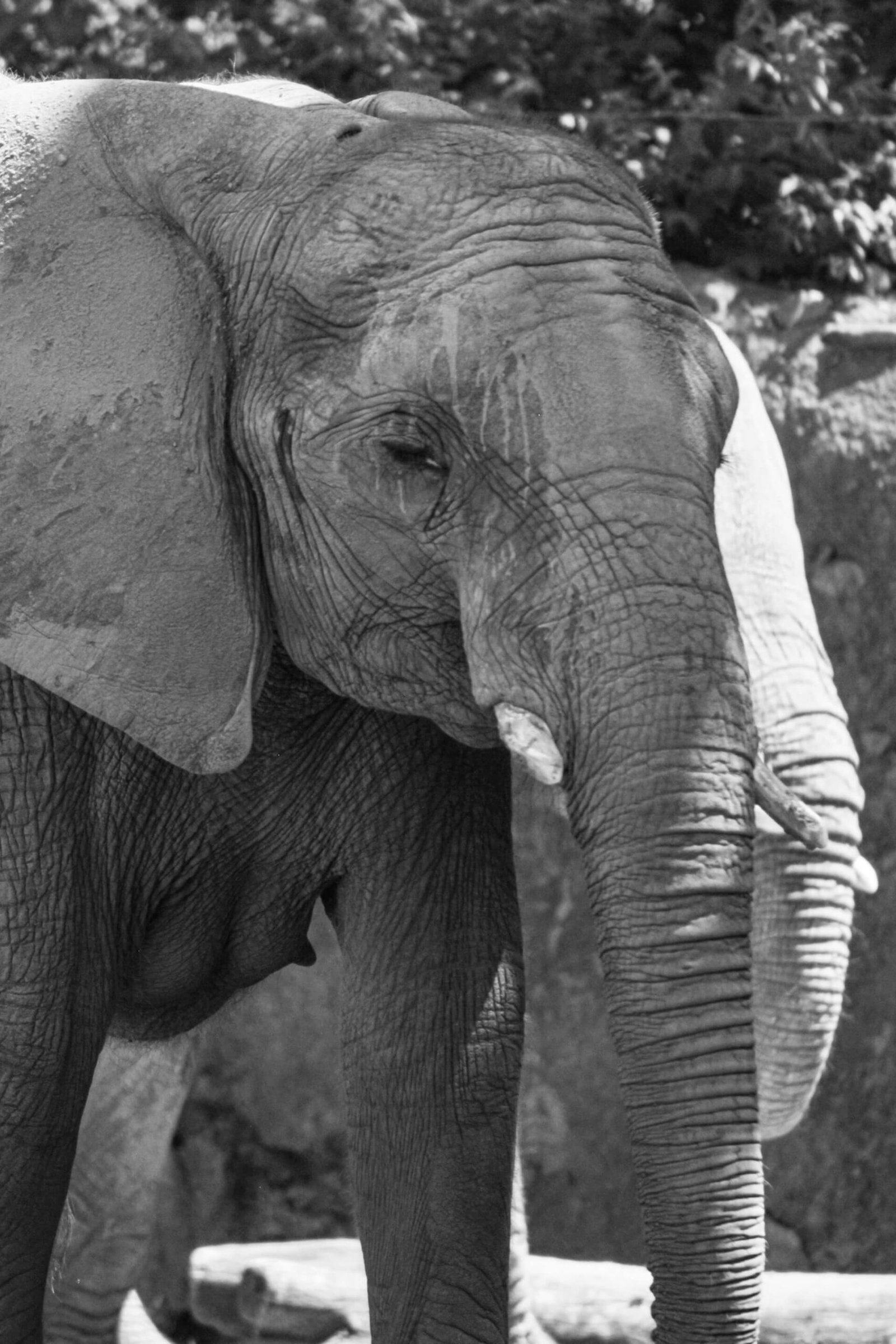 What Do Elephants Represent in Spirituality. yellowaurameaning.com